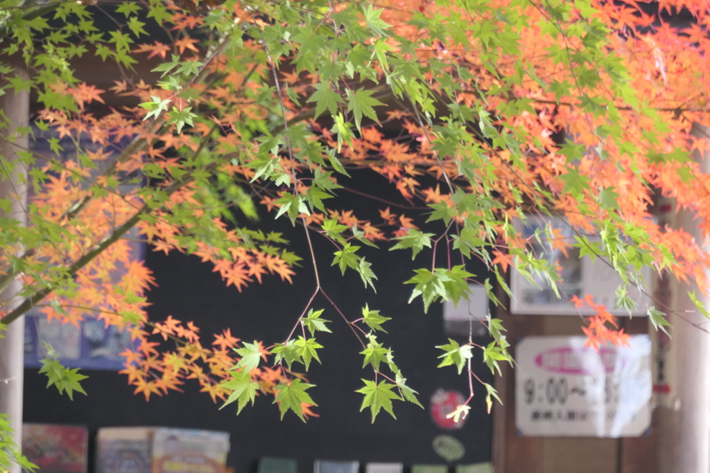 P1069650　モミジ