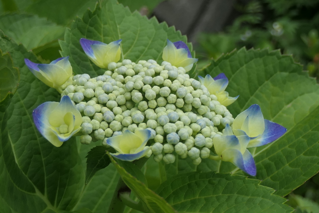 P1080297　紫陽花