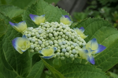 P1080297　紫陽花