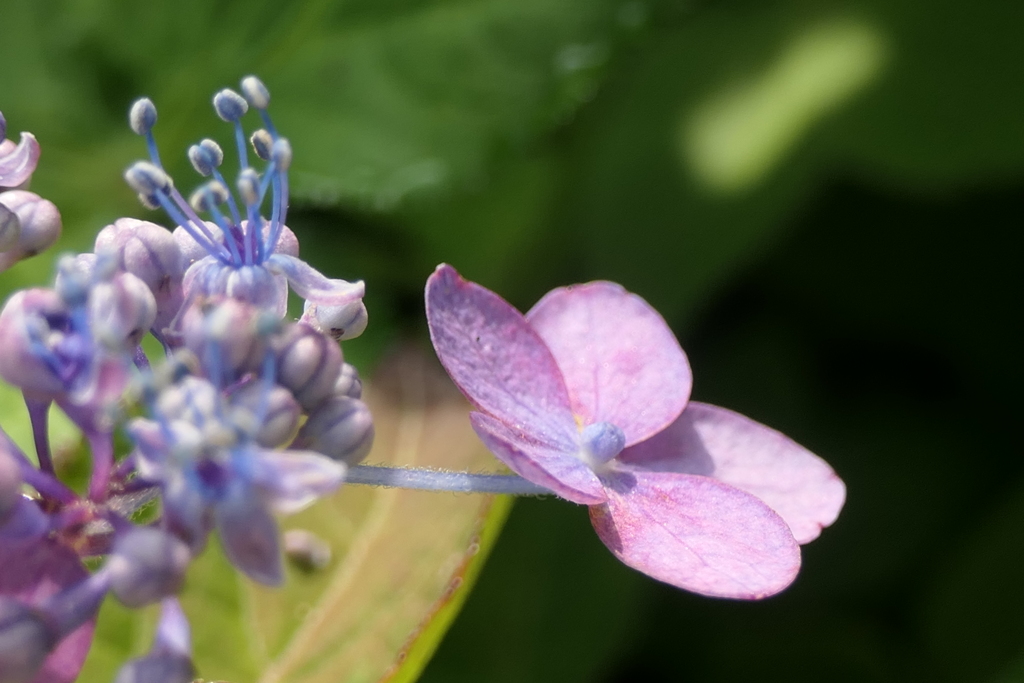 P1023824 　愛らしく