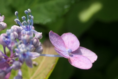 P1023824 　愛らしく