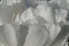 P1011575　牡丹