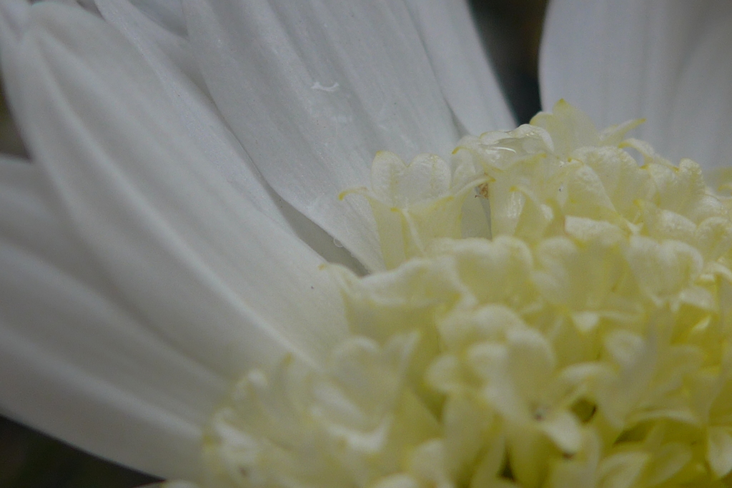 菊