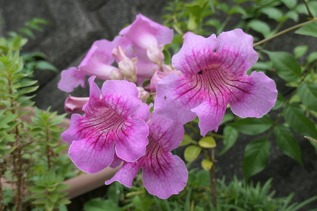 P1057191　ピンクノウゼンカズラ