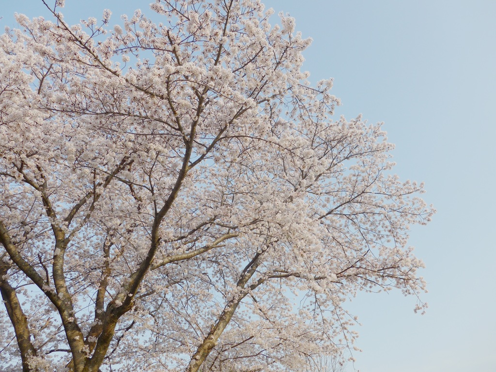 P1080109　青空と♪