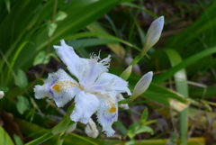 P1140648　シャガ