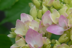 P1220759　咲き始めた頃