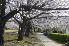 P1210325　公園の桜