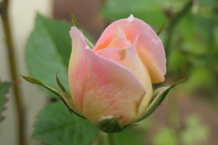 P1046542　ミニバラ
