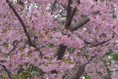 P1370601 　河津桜　