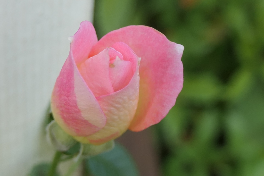 P1057234　ミニバラ