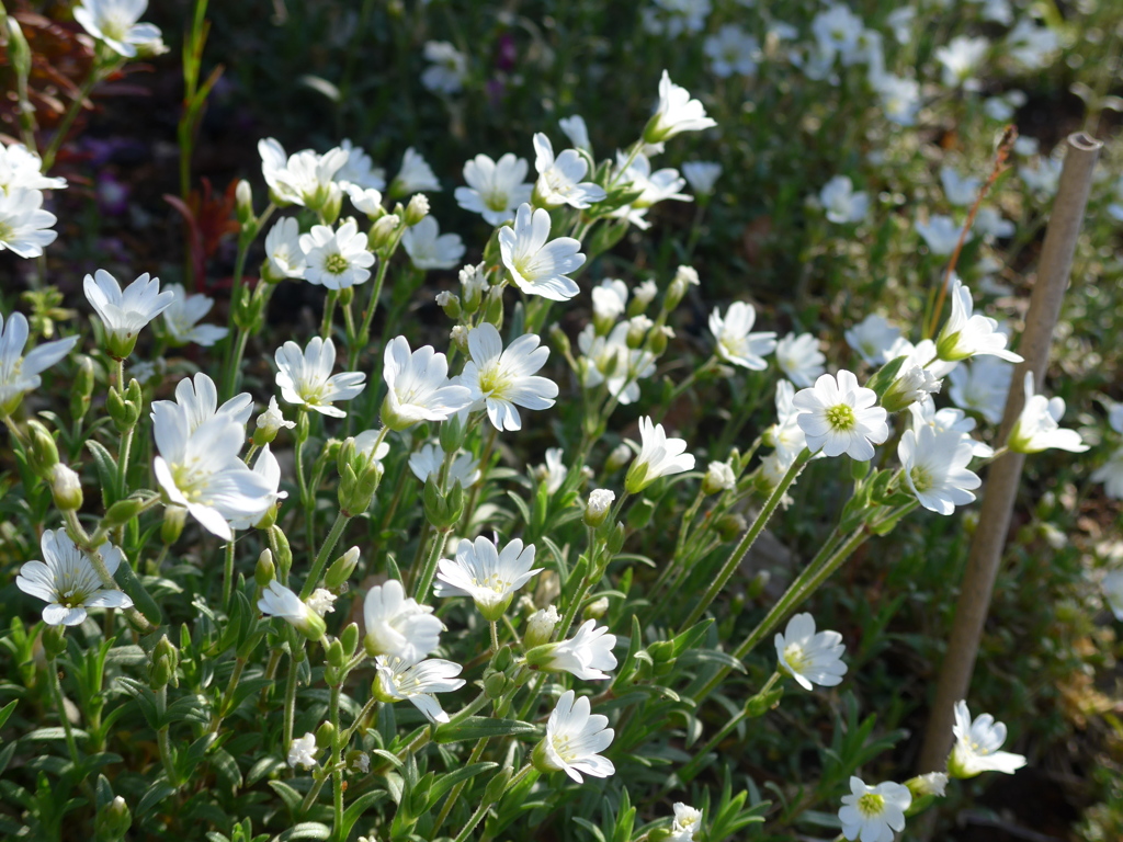 P1140774　おひさまが好き