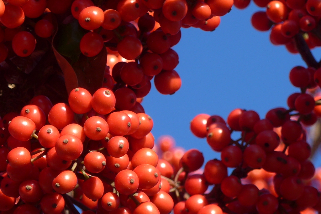 P1280877　いつもの公園で・すずなり～♪