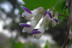 P1310656　野の花