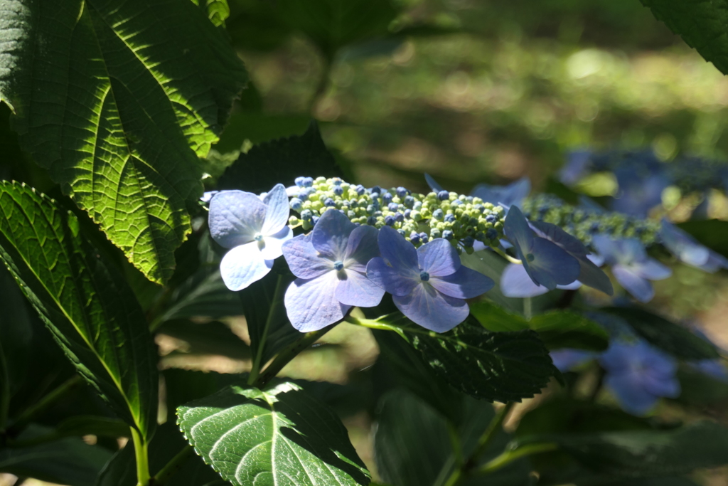 P1012310　いつもの公園で