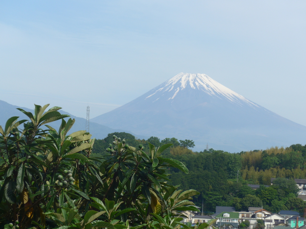 P1090254　ビワの木と富士山