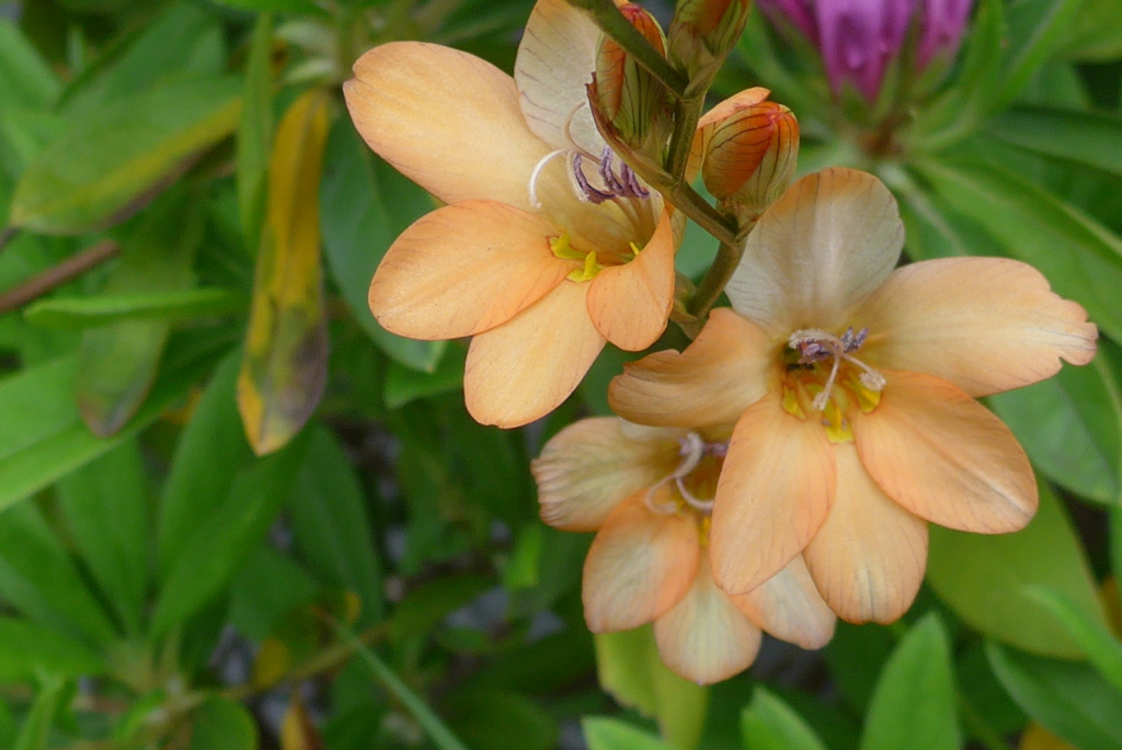 P1210763　オレンジ色の花