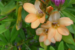 P1210763　オレンジ色の花