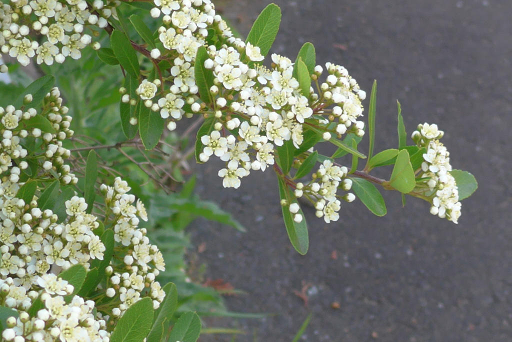 P1150658　ピラカンサ