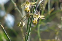 P1260992　アスパラガスの花