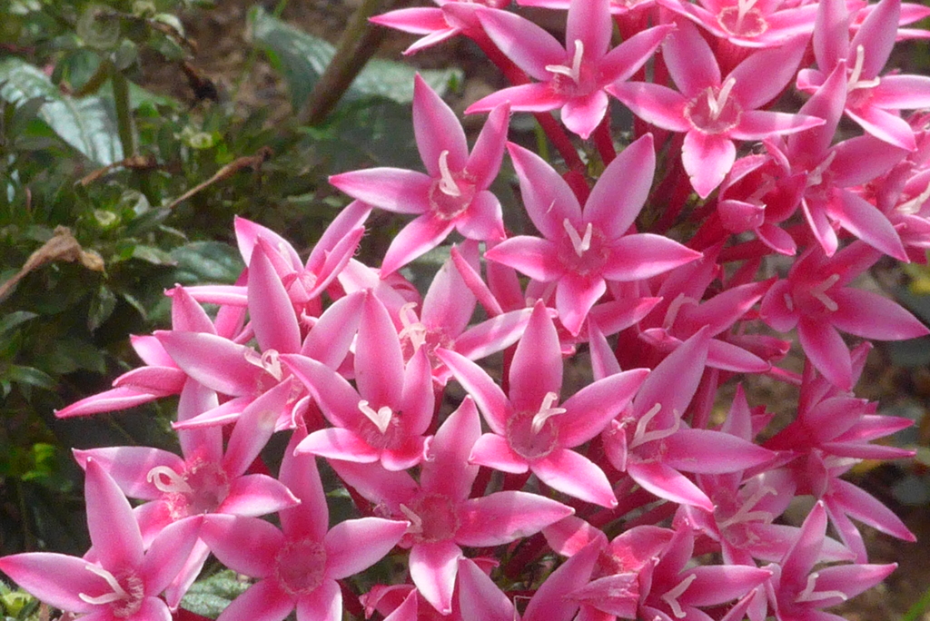P1300889　願い事（花言葉）