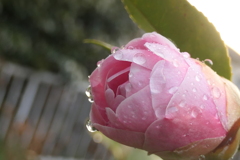 P1079830　雨上がりの椿