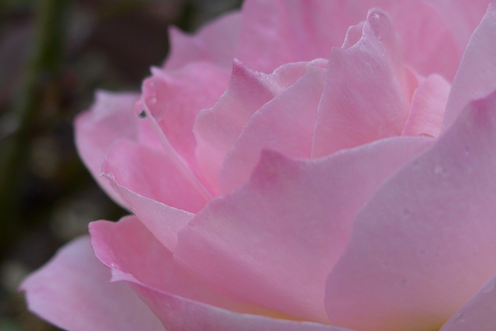 P1200410　優しくて温かくて…