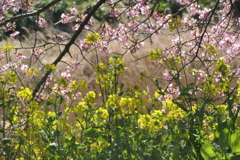 P1035158　河津桜と菜の花