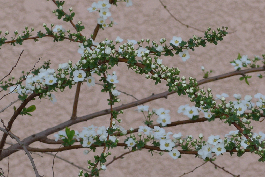 P1260287　気まま（花言葉）
