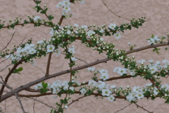 P1260287　気まま（花言葉）