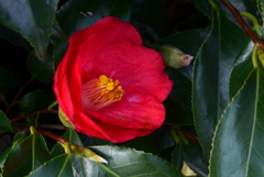 P1140026　赤い椿♪