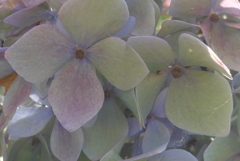 P1100402　へんげ(変化）