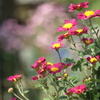 P1069426　菊