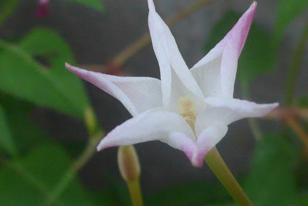 P1240937　ハナニラ…？