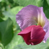 P1140186　エンドウの花