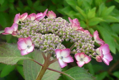 P1220892　やまあじさい