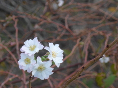 P1180448　四季桜