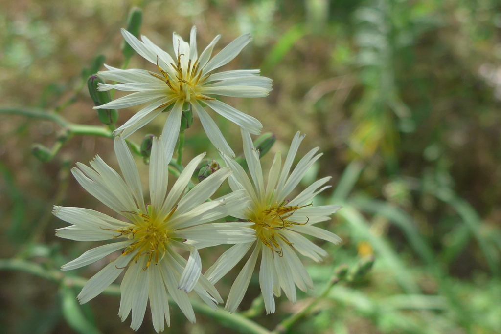 P1390131　アキノノゲシ