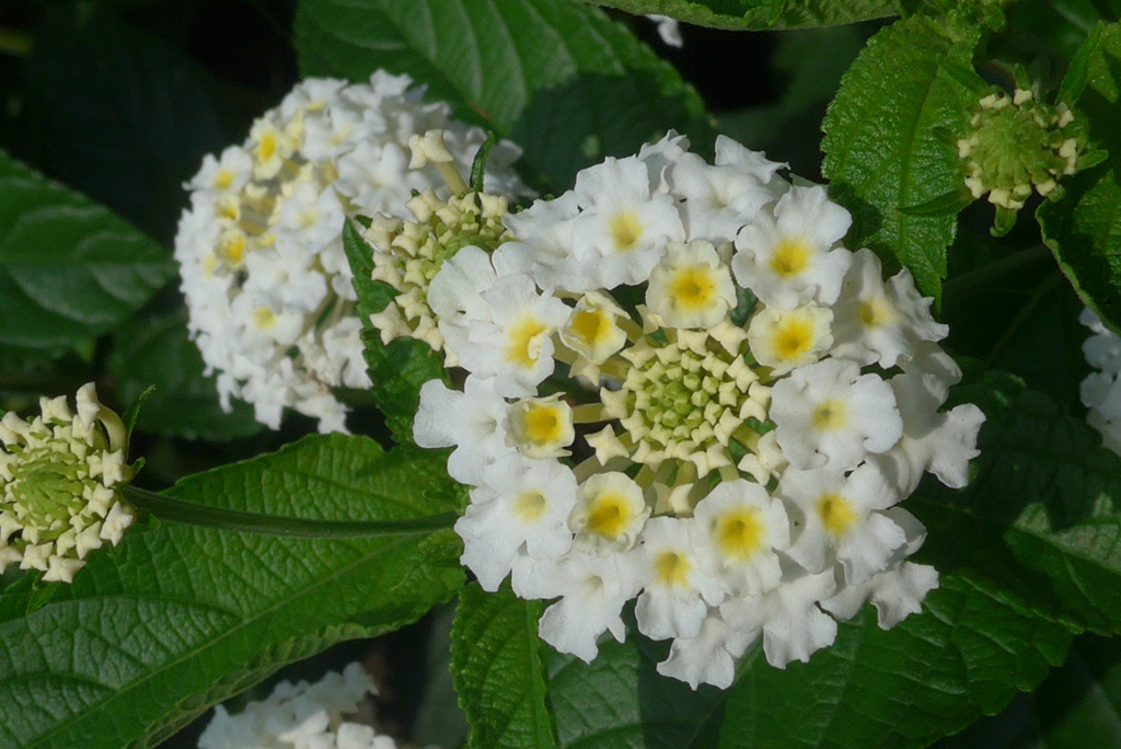P1280153　ランタナ