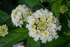 P1280153　ランタナ