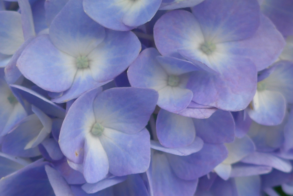 P1150995　さわやかブルー