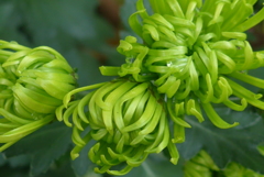 菊
