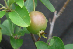 P1230984　ヒメリンゴ