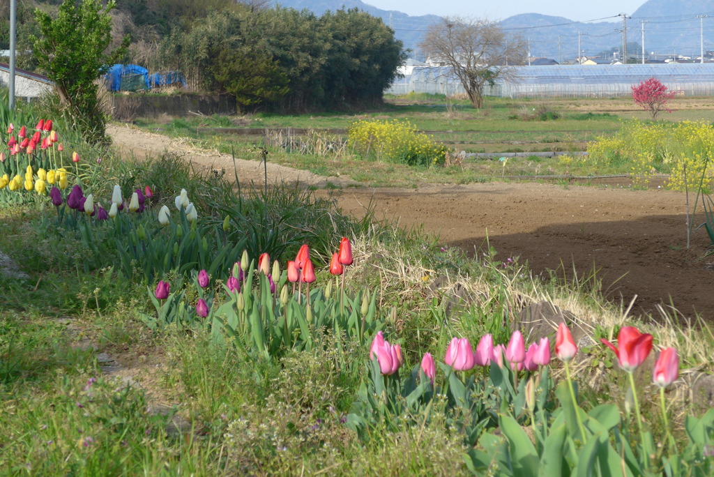 P1140523　春景色