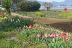 P1140523　春景色