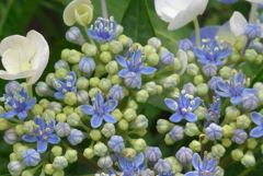 P1230402　あじさい