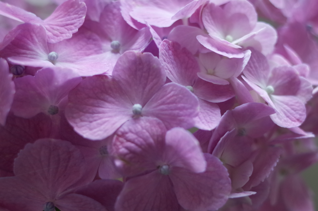 R0351370　なごり…