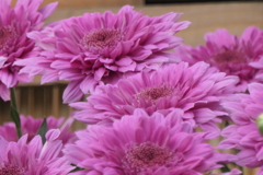 P1069492　菊