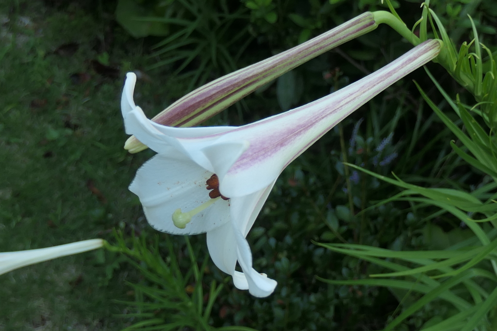 P1046788　タカサゴユリ