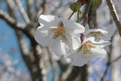 P1001280　白い桜